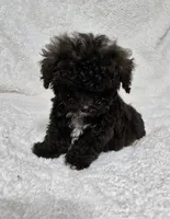 Teacup Chocolate Male, a male Poodle - Toy  for sale in Gonzales, LA – 3 of 3