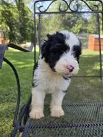 Male Sheepadoodle , a male Sheepadoodle for sale in Gonzales, LA – 1 of 4