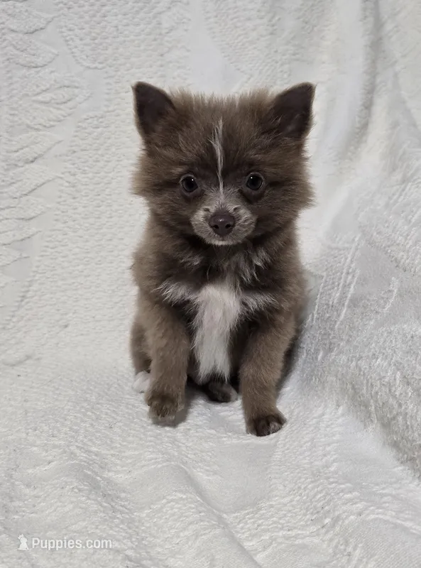 Male Teacup Pomeranian  – Pomeranian puppy for sale in Gonzales, LA