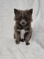 Male Teacup Pomeranian , a male Pomeranian for sale in Gonzales, LA – 1 of 4