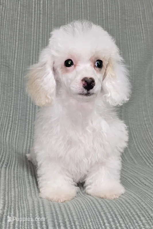 Cream Female – Poodle - Toy  puppy for sale in Gonzales, LA