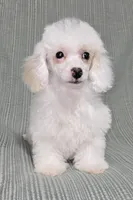 Cream Female, a female Poodle - Toy  for sale in Gonzales, LA – 1 of 4