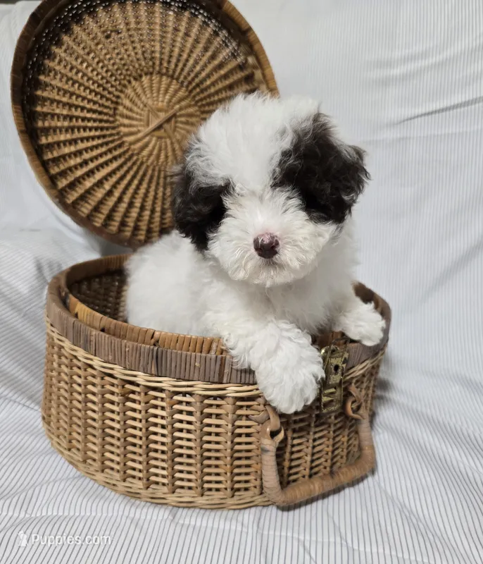 Little White & Chocolate Male – Poodle - Toy  puppy for sale in Gonzales, LA