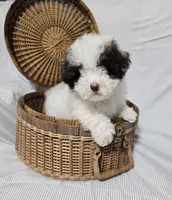 Little White & Chocolate Male, a male Poodle - Toy  for sale in Gonzales, LA – 1 of 5
