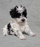 Female Black and White, a female Poodle - Toy  for sale in Gonzales, LA – 4 of 4