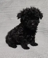 Black Male, a male Poodle - Toy  for sale in Gonzales, LA – 2 of 4