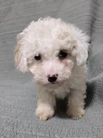 Cream Female, a female Poodle - Toy  for sale in Gonzales, LA – 4 of 4