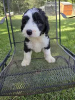 Female Sheepadoodle , a female Old English Sheepdog and Poodle - Standard  for sale in Gonzales, LA – 3 of 3