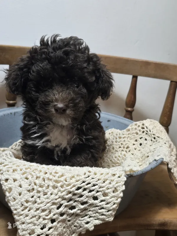 Chocolate Male – Poodle - Toy  puppy for sale in Gonzales, LA