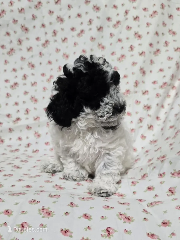 Female Toy Poodle  – Poodle - Toy  puppy for sale in Gonzales, LA