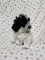 Female Toy Poodle , a female Poodle - Toy  for sale in Gonzales, LA – 1 of 1