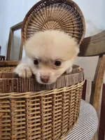 Tan Male Pomeranian , a male Pomeranian for sale in Gonzales, LA – 4 of 4