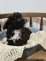 Chocolate Male, a male Poodle - Toy  for sale in Gonzales, LA – 3 of 3