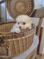 Tan Male Pomeranian , a male Pomeranian for sale in Gonzales, LA – 3 of 4