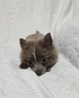 Male Teacup Pomeranian , a male Pomeranian for sale in Gonzales, LA – 4 of 4