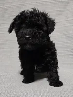 Black Male, a male Poodle - Toy  for sale in Gonzales, LA – 3 of 4
