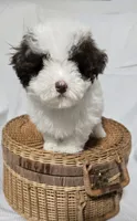 Little White & Chocolate Male, a male Poodle - Toy  for sale in Gonzales, LA – 3 of 5