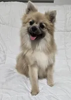 Male Pomeranian , a male Pomeranian for sale in Gonzales, LA – 3 of 5