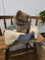 Sable Fox Male, a male Pomeranian for sale in Gonzales, LA – 3 of 3