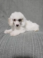 Cream Female, a female Poodle - Toy  for sale in Gonzales, LA – 4 of 4