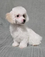 Cream Female, a female Poodle - Toy  for sale in Gonzales, LA – 3 of 4