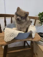Sable Fox Male, a male Pomeranian for sale in Gonzales, LA – 2 of 3