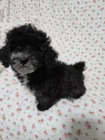 Black Male, a male Poodle - Toy  for sale in Gonzales, LA – 4 of 4