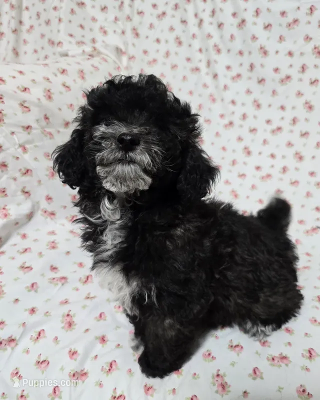 Black Male – Poodle - Toy  puppy for sale in Gonzales, LA