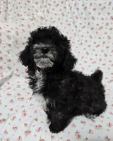 Black Male, a male Poodle - Toy  for sale in Gonzales, LA – 1 of 4