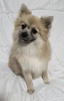 Male Pomeranian , a male Pomeranian for sale in Gonzales, LA – 5 of 5