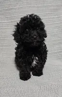 Black Female , a female Poodle - Toy  for sale in Gonzales, LA – 3 of 4