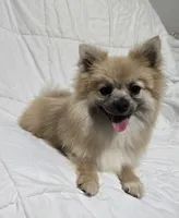 Male Pomeranian , a male Pomeranian for sale in Gonzales, LA – 2 of 5