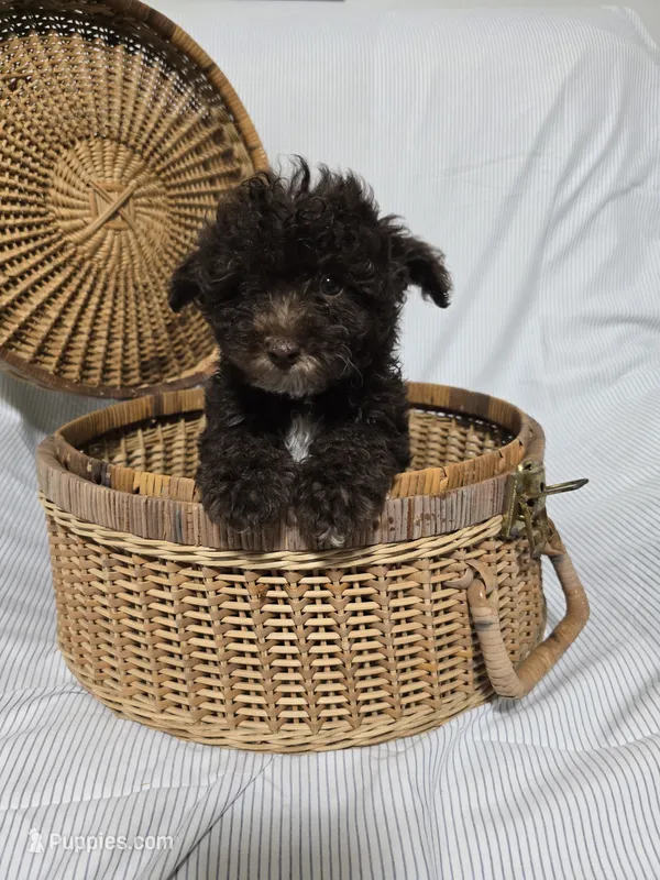 Chocolate Female – Poodle - Toy  puppy for sale in Gonzales, LA