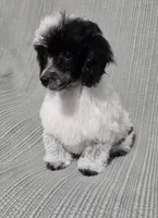 Female Black and White, a female Poodle - Toy  for sale in Gonzales, LA – 4 of 4