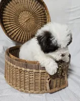 Little White & Chocolate Male, a male Poodle - Toy  for sale in Gonzales, LA – 5 of 5