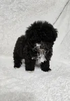Teacup Chocolate Female, a female Poodle - Toy  for sale in Gonzales, LA – 2 of 3
