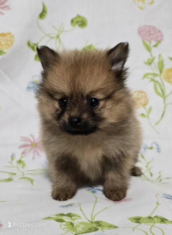 Lighter Male – Pomeranian puppy for sale in Gonzales, LA