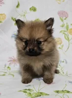 Lighter Male, a male Pomeranian for sale in Gonzales, LA – Photo 1 of 4
