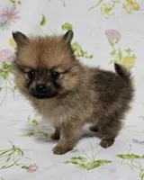 Lighter Male, a male Pomeranian for sale in Gonzales, LA – Photo 4 of 4