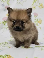 Lighter Male, a male Pomeranian for sale in Gonzales, LA – Photo 2 of 4