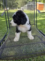 Female Sheepadoodle , a female Old English Sheepdog and Poodle - Standard  for sale in Gonzales, LA – 2 of 3