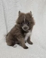 Male Teacup Pomeranian , a male Pomeranian for sale in Gonzales, LA – 3 of 4