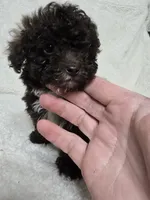 Teacup Chocolate Male, a male Poodle - Toy  for sale in Gonzales, LA – 1 of 3