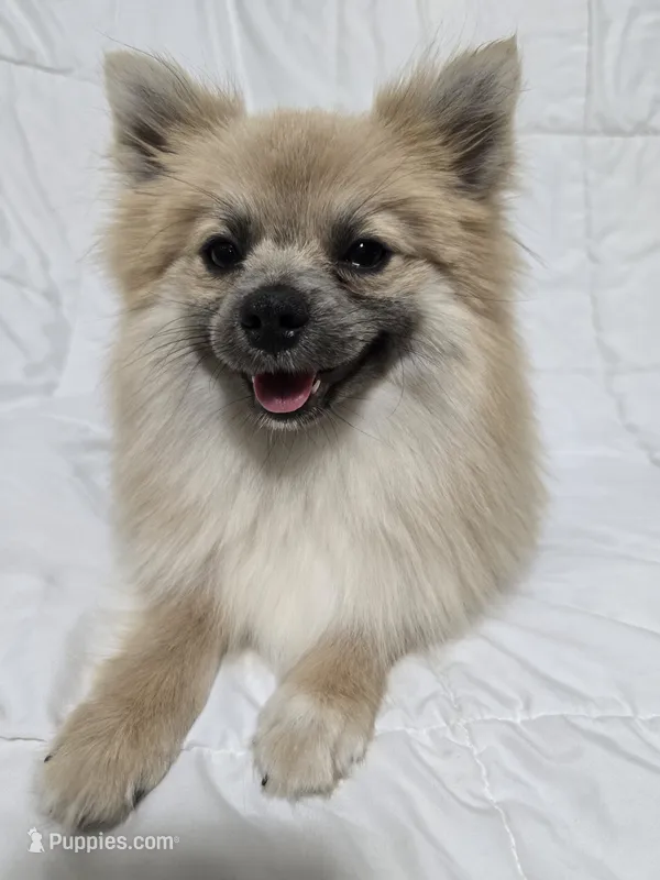 Male Pomeranian  – Pomeranian puppy for sale in Gonzales, LA