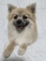Male Pomeranian , a male Pomeranian for sale in Gonzales, LA – 1 of 5