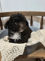 Chocolate Male, a male Poodle - Toy  for sale in Gonzales, LA – 2 of 3