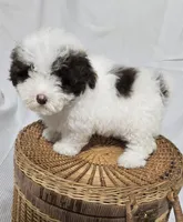 Little White & Chocolate Male, a male Poodle - Toy  for sale in Gonzales, LA – 2 of 5