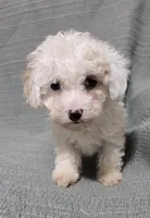 Cream Female, a female Poodle - Toy  for sale in Gonzales, LA – 3 of 4