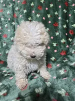 Fluffy Cream Male, a male Poodle - Toy  for sale in Gonzales, LA – 3 of 3