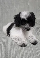 Female Black and White, a female Poodle - Toy  for sale in Gonzales, LA – 2 of 4